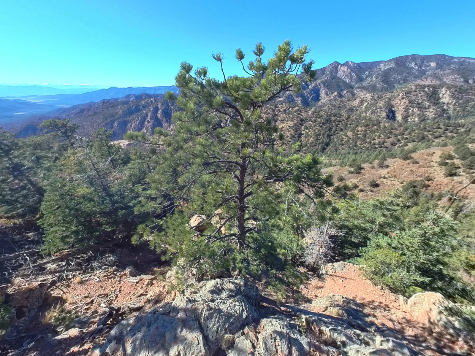 A single ponderosa pine on a rocky outcrop, with layered mountain ranges fading into the distance.