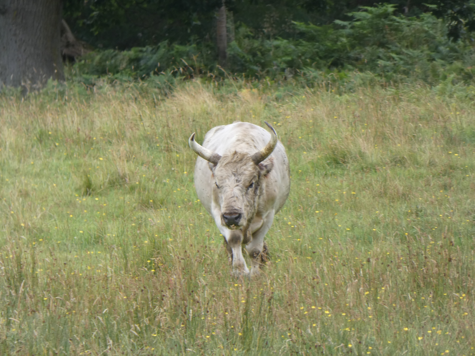 A white cow standing in a tall-grass meadow, the last of the cattle that once roamed the hills.
